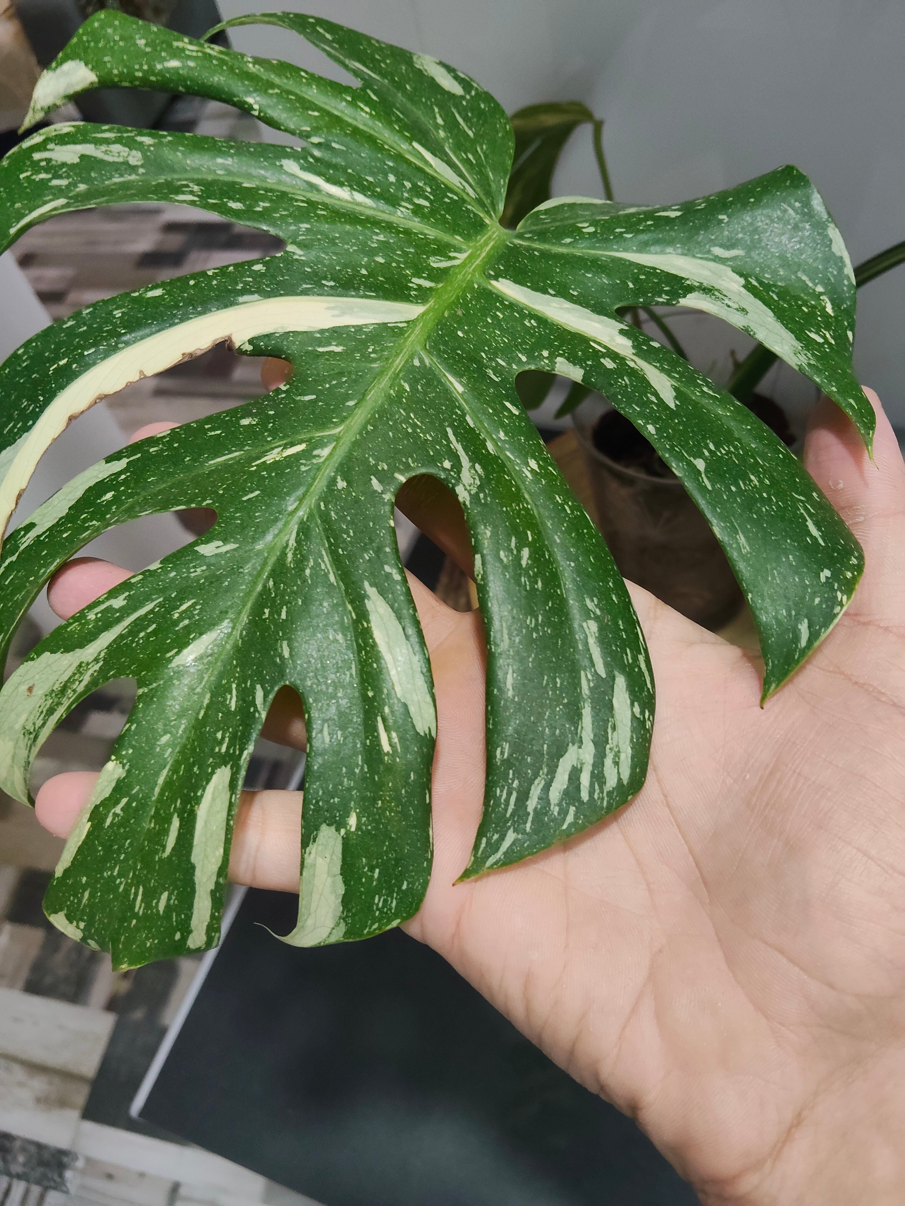 monstera thai constellation