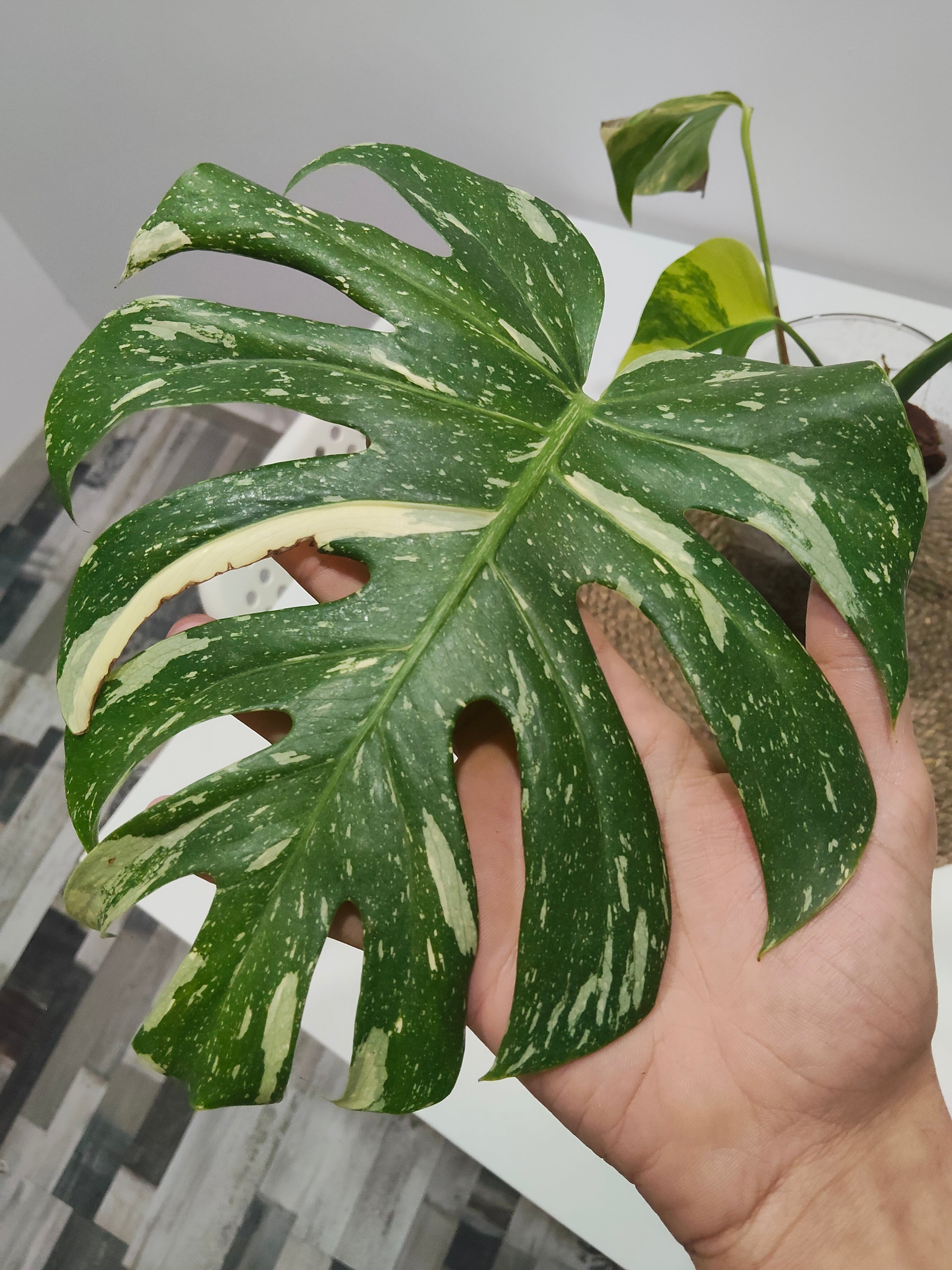 monstera thai constellation