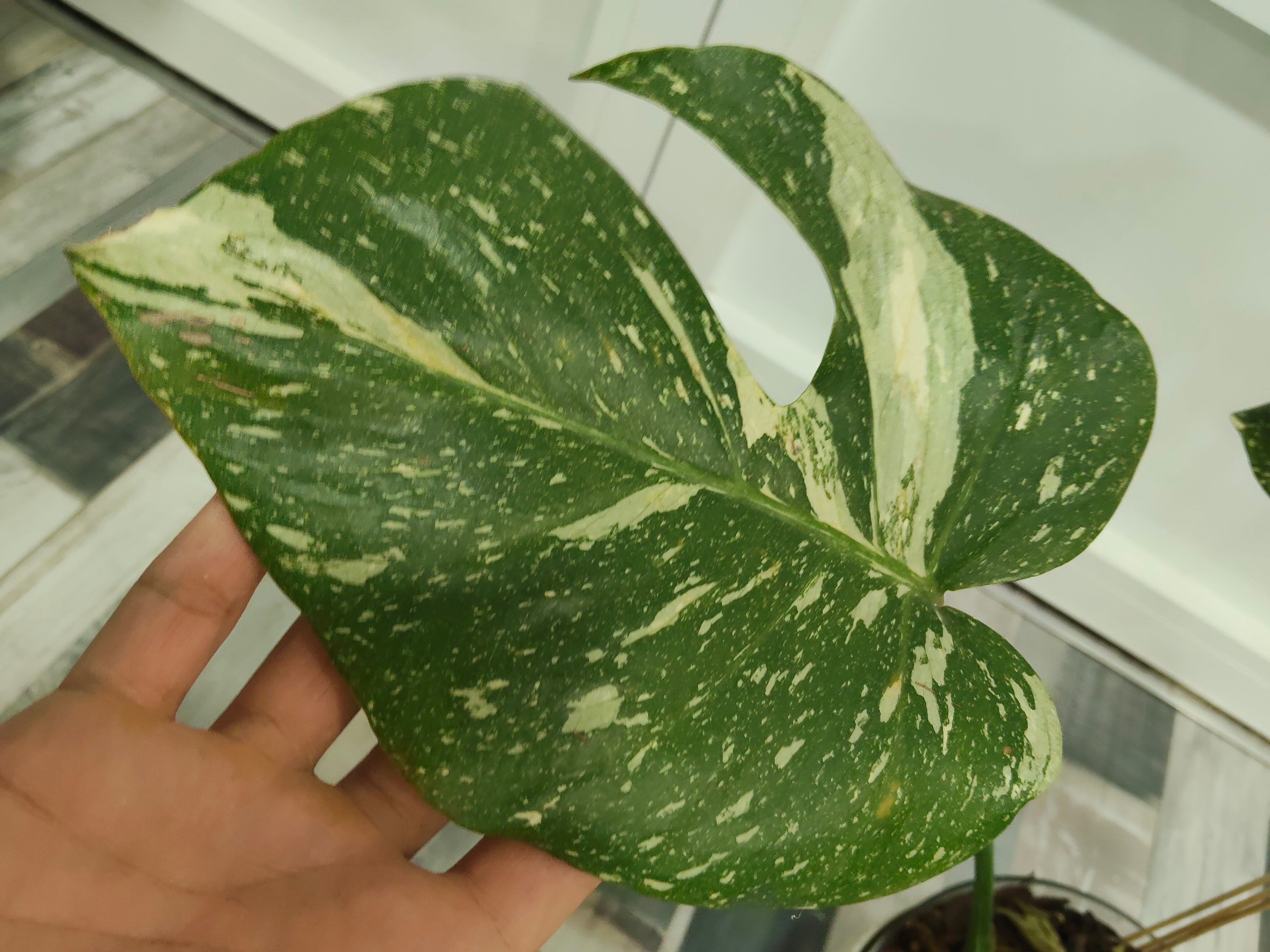 monstera thai constellation