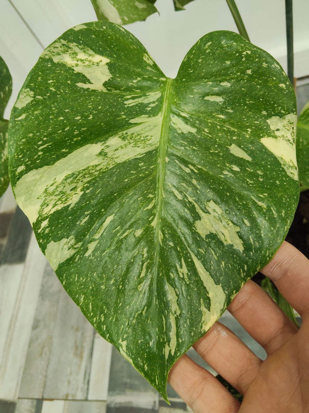 monstera thai constellation