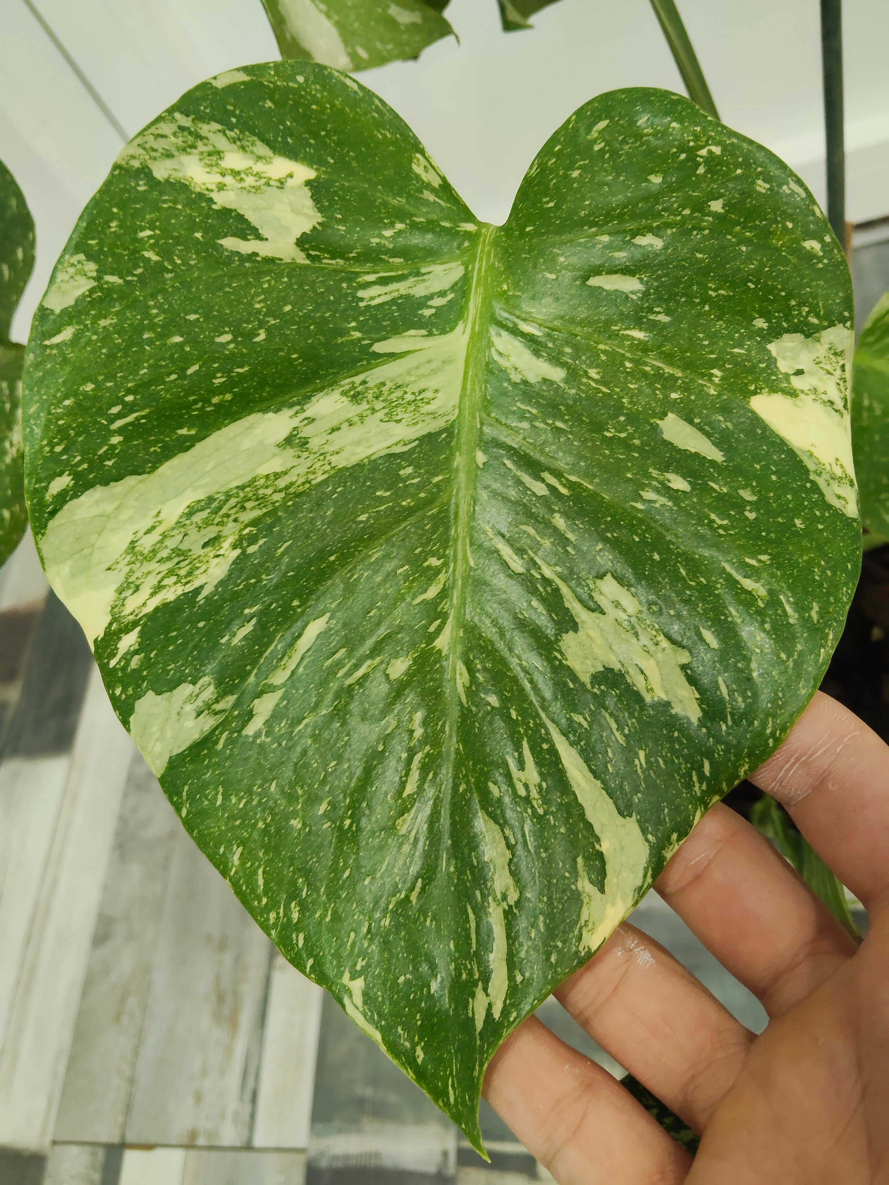 monstera thai constellation