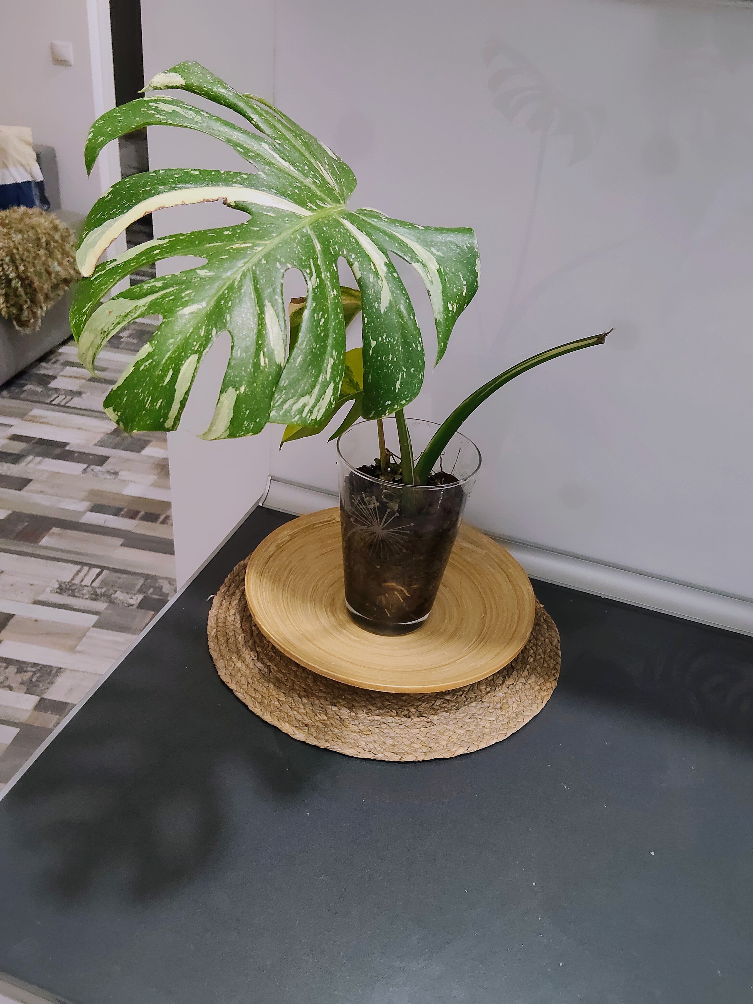 monstera thai constellation