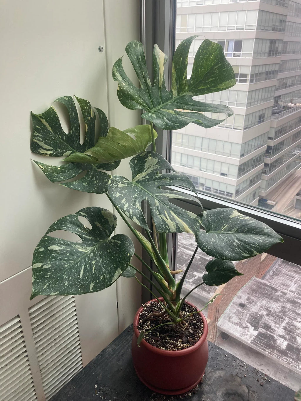 monstera thai constellation
