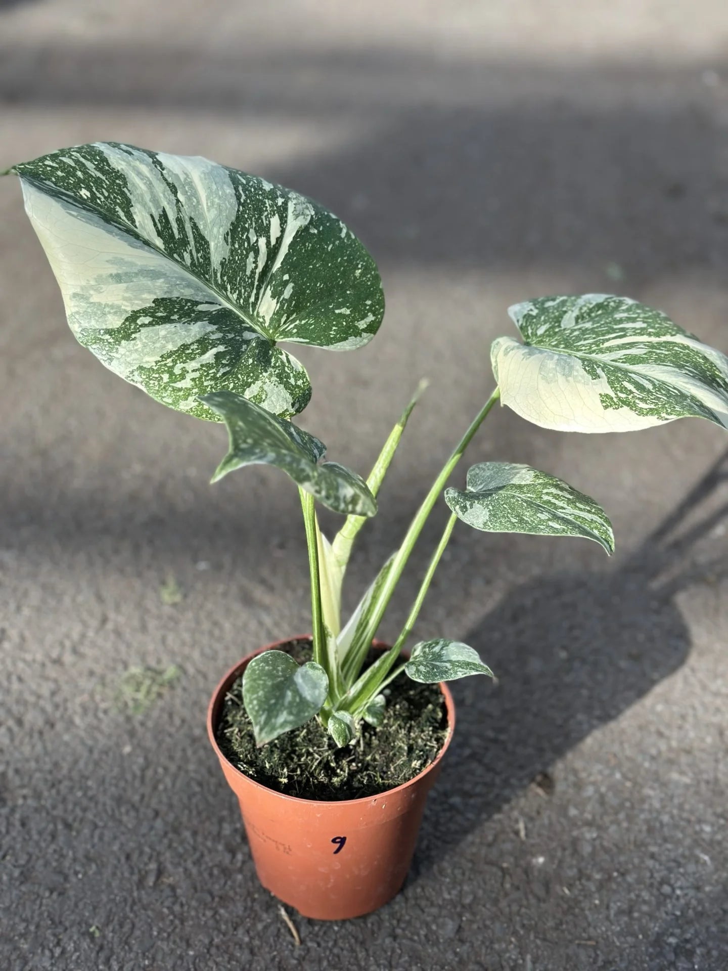 monstera thai constellation